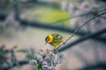 Close up of a Cape May Warbler bird