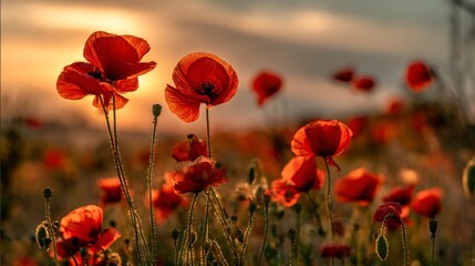 Obraz premium Poppy field at sunset