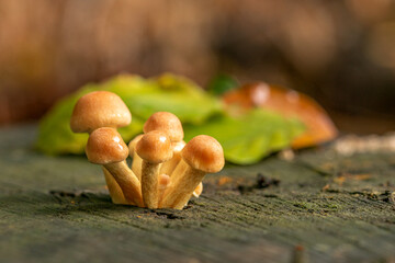 grzyby jesienią w lesie © lukaszz80