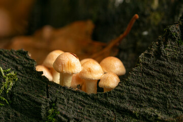 grzyby jesienią w lesie