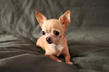 chihuahua puppy on a bed