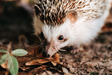  hedgehog portrait close-up in grass and autumn leaves.hedgehog muzzle © Yuliya