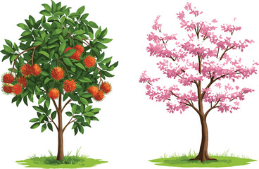 Rambutan fruit tree with red orange fruits, cherry blossom tree with pink flowers, seasonal contrast, botanical illustration, nature diversity, outdoor scene