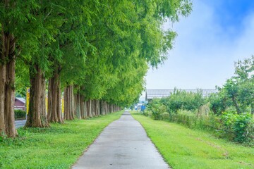 静寂に包まれたマキノ高原のメタセコイヤ並木の情景