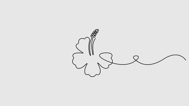Hibiscus flower in one continuous line drawing animation, Animated self drawing of continuous line draw of beauty fresh hibiscus for garden logo identity. 4K video animation