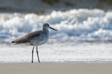 Telephoto profile shot of a bird on an October morning.