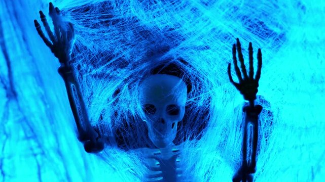 halloween wallpaper.Skeleton silhouette in thin threads of web close-up in blue light. 4k footage