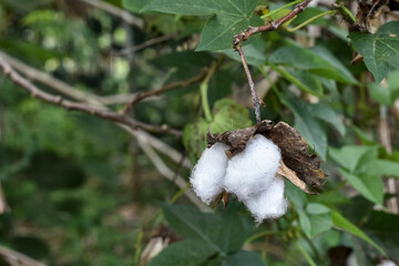 Cotton plants, cotton is the basic material for yarn