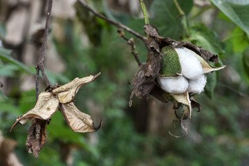 Cotton plants, cotton is the basic material for yarn