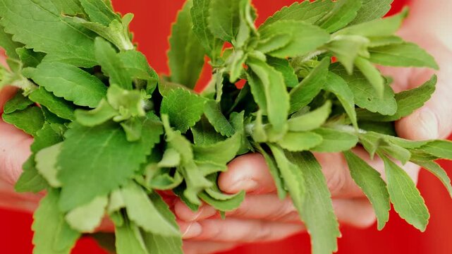 Stevia twigs green in hands close-up on red background.Green Natural Sweetener.Stevia rebaudiana. 4k footage
