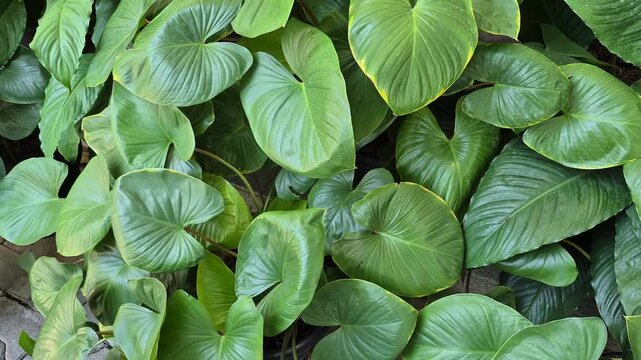Homalomena, also known by common names like kemoyang, is often cultivated as an ornamental plant, both indoors and outdoors, due to its lush, heart-shaped leaves.