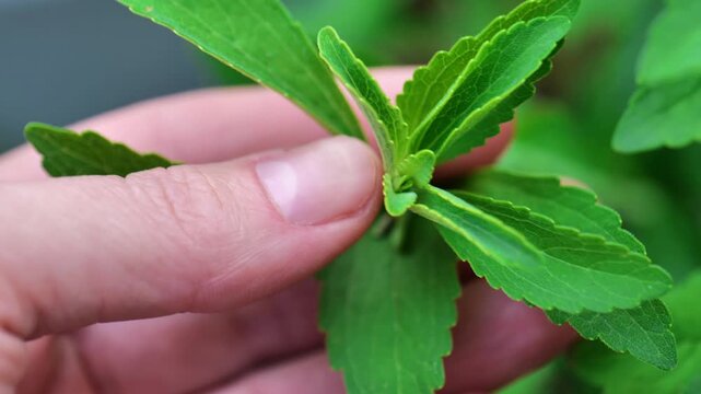 Stevia rebaudiana twig in hand. Alternative Low Calorie Vegetable Sweetener.natural food without sugar. 4k footage