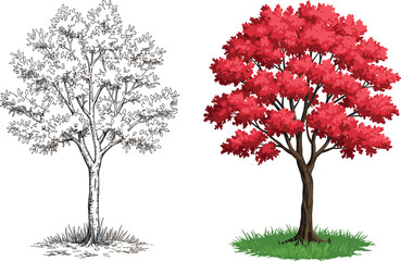 Tree illustration, red foliage tree, black and white drawing, seasonal contrast, artistic comparison, botanical sketch, nature art, dual tree composition