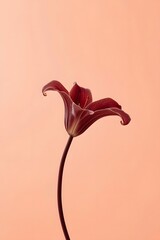 Minimalist close-up of a single dark red lily flower with elegant curves on a soft peach background, symbolizing simplicity, elegance, love, and natural beauty in modern floral photography concept