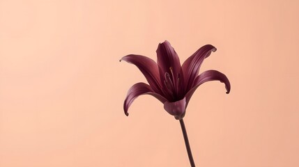 Minimalist close-up of a single dark red lily flower with elegant curves on a soft peach background, symbolizing simplicity, elegance, love, and natural beauty in modern floral photography concept