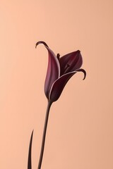 Minimalist close-up of a single dark red lily flower with elegant curves on a soft peach background, symbolizing simplicity, elegance, love, and natural beauty in modern floral photography concept