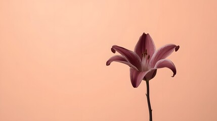 Minimalist close-up of a single dark red lily flower with elegant curves on a soft peach background, symbolizing simplicity, elegance, love, and natural beauty in modern floral photography concept