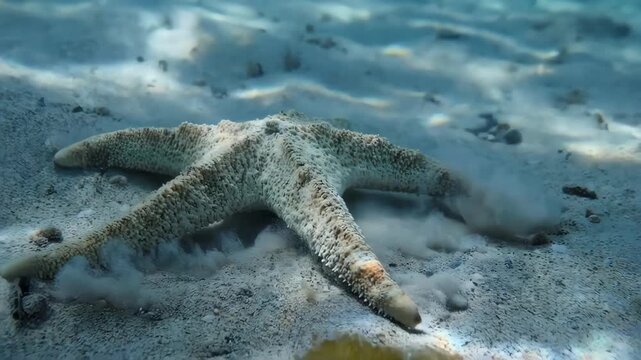 Starfish Crawling on Sand Macro