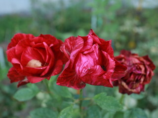 Red roses blooming in a flower bed