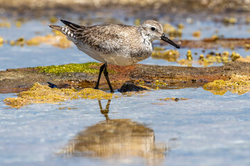 Red Knot wading bird foraging for food on tidal reef