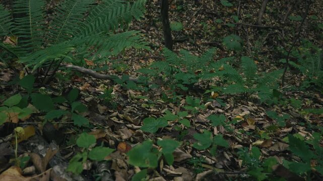 一面の落ち葉と点在する森の下草