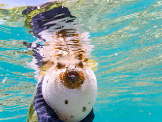 怒って膨らむコクテンフグ, Blackspotted puffer, Arothron nigropunctatus,...