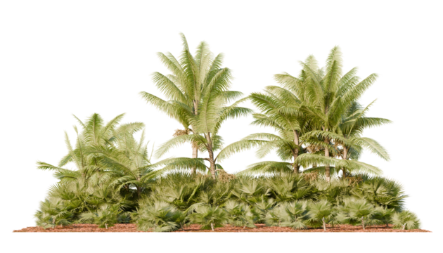 Cluster of tropical palm trees with multiple frond layers and undergrowth texture, isolated on transparent background for design or visualization