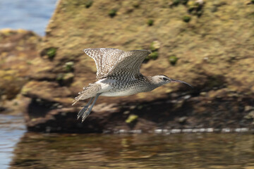 Whimberel wading bird in flight