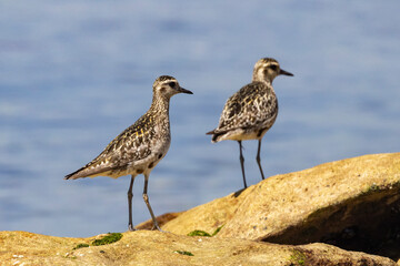 Pacific Golden Plover perched on sea-shore rocks