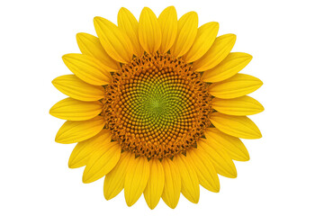 Fototapeta premium Sunflower representing nature, summer, growth, and happiness, isolated for easy integration into designs. Features yellow petals