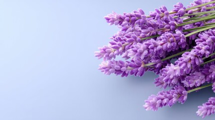 Obraz premium Elegant Lavender Bouquet on Soft Blue Background for Tranquil Home Decor and Inspirational Floral Themes