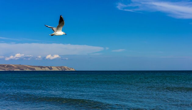 Seagull in flight over calm blue ocean waters