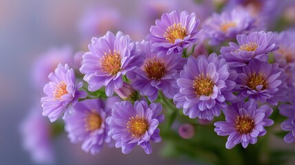 Obraz premium Beautiful bouquet of purple daisies with delicate petals and vibrant yellow centers against a soft blurred background
