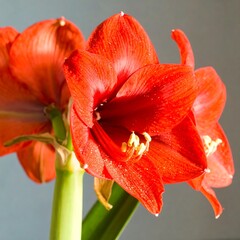 Vibrant Red Amaryllis Blooms