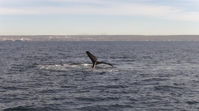 Southern right whale playfully lifting its tail above the water near Puerto Madryn with the Vald&eacute;s Peninsula in the background, Argentina.