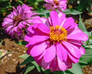 Fototapeta premium ヒャクニチソウの花ー46