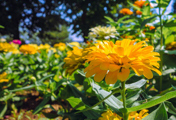 ヒャクニチソウの花ー43