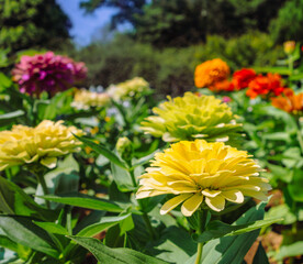 ヒャクニチソウの花ー28