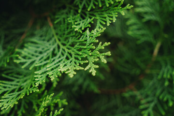 Close-up of Fresh Green Cedar Foliage with Blurred Bokeh Background