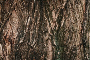 Detailed Close-up of Rough Natural Tree Bark Texture