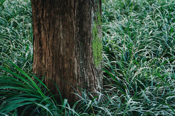 Close-up of Tree Trunk Base with Green Moss Surrounded by Lush Grass