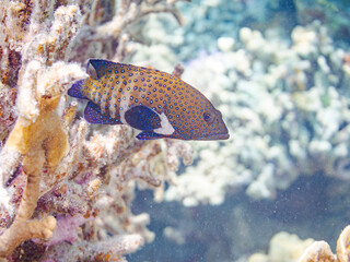 アオノメハタ, 
英名学名科目：Peacock grouper, Peacock coralcod, Cephalopholis argus, ハタ科,
美しいサンゴ礁と熱帯魚の群れ。
安室島沖縄県
島尻郡慶良間諸島座間味島-2025
サンゴの産卵があり卵が漂う。沖縄本島から40km西方の諸島。30以上の島嶼群全体が国立公園に指定。珊瑚礁の青い海と白い砂浜は世界屈指の美。貴重な動植物が多数生息。
