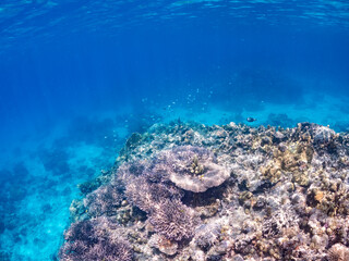 デバスズメダイ, Blue green damselfish, Chromis viridis, Blue green chromis, スズメダイ科,
美しいサンゴ礁と熱帯魚の群れ。
沖縄県島尻郡慶良間諸島座間味島安室島-2025
サンゴの産卵があり卵が漂う。沖縄本島から40km西方の諸島。30以上の島嶼群全体が国立公園に指定。珊瑚礁の青い海と白い砂浜は世界屈指の美。貴重な動植物が多数生息。
