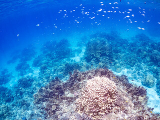 デバスズメダイ, Blue green damselfish, Chromis viridis, Blue green chromis, スズメダイ科,
美しいサンゴ礁と熱帯魚の群れ。
沖縄県島尻郡慶良間諸島座間味島安室島-2025
サンゴの産卵があり卵が漂う。沖縄本島から40km西方の諸島。30以上の島嶼群全体が国立公園に指定。珊瑚礁の青い海と白い砂浜は世界屈指の美。貴重な動植物が多数生息。
