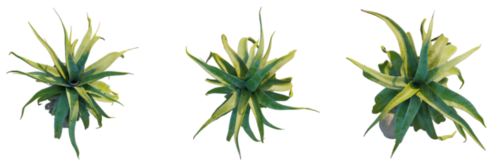 Aloe alooides trees plan, top view, cutout, transparent background, isolate, Vibrant green agave plant with striking yellow variegation, top view