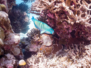 ヒブダイ, 英名学名科目：
Blue-barred parrotfish, Scarus ghobban, ブダイ科,
美しいサンゴ礁と熱帯魚の群れ。
安室島沖縄県
島尻郡慶良間諸島座間味島-2025
サンゴの産卵があり卵が漂う。沖縄本島から40km西方の諸島。30以上の島嶼群全体が国立公園に指定。珊瑚礁の青い海と白い砂浜は世界屈指の美。貴重な動植物が多数生息。
