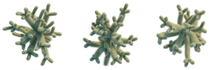 Cylindropuntia bigelovii trees plan, top view, cutout, transparent background, isolate, Intricate coral branches show delicate textures and natural beauty