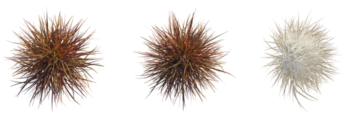 Pennisetum setaceum rubrum trees plan, top view, cutout, transparent background, isolate, Three decorative ornamental grasses in vibrant colors for design projects
