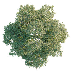 Fototapeta premium Fanxinus americana trees plan, top view, cutout, transparent background, isolate, Lush green leafy tree from above, perfect for nature scenes