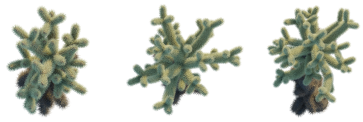 Cylindropuntia bigelovii trees plan, top view, cutout, transparent background, isolate, Close up of a vibrant cholla cactus with soft, fuzzy spines